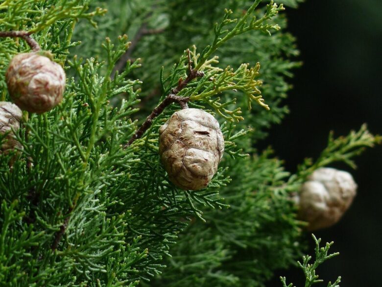 Cipresso comune: l’eleganza sempreverde che caratterizza paesaggi e giardini