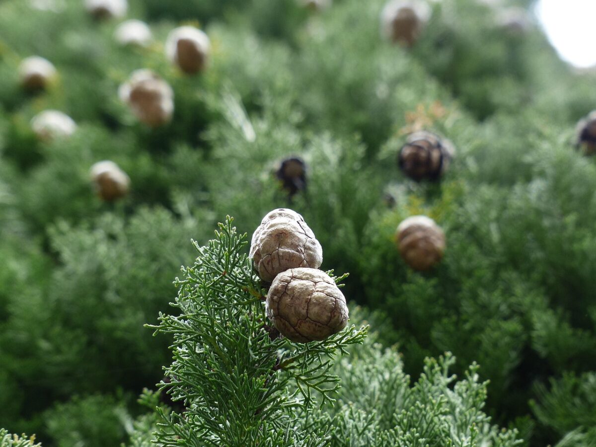 Cipresso comune: l’eleganza sempreverde che caratterizza paesaggi e giardini Cipresso comune: l’eleganza sempreverde che caratterizza paesaggi e giardini