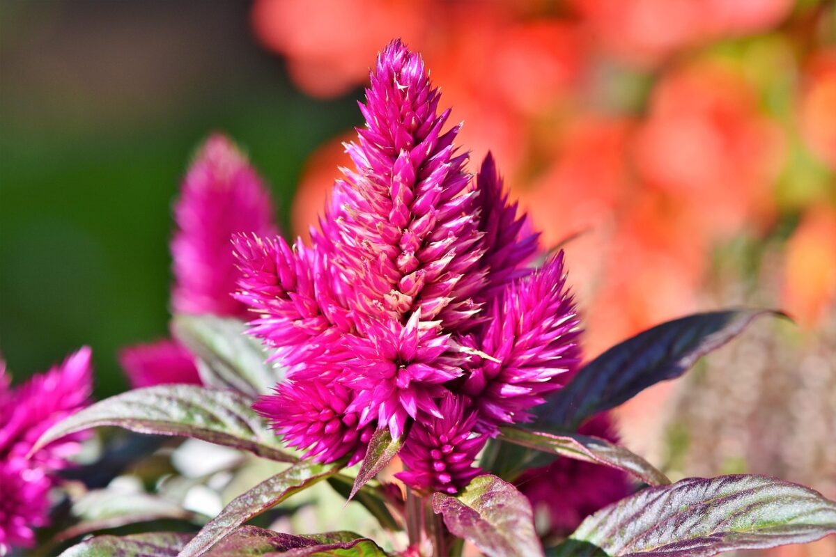 Celosia Cresta di Gallo: come coltivarla e prendersene cura Celosia Cresta di Gallo: come coltivarla e prendersene cura