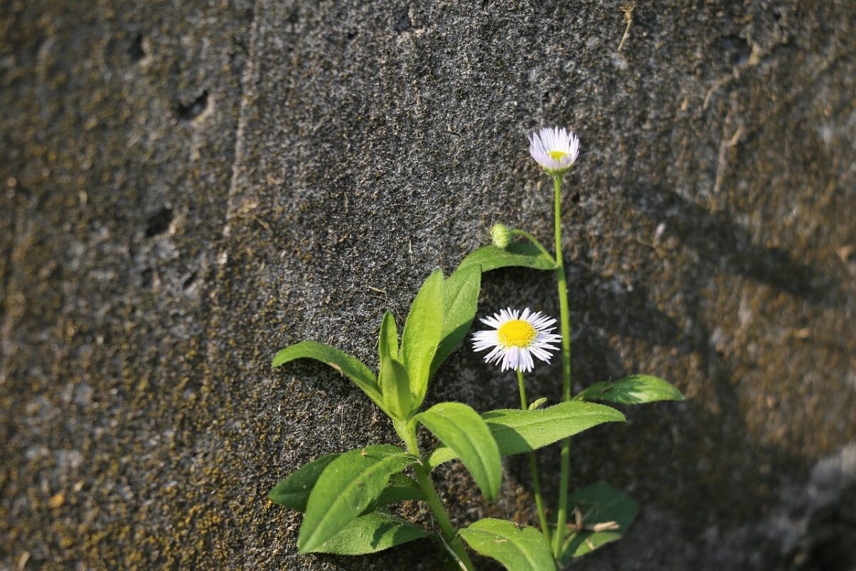 Cespica annua: la pianta rustica che conquista giardini e balconi Cespica annua: la pianta rustica che conquista giardini e balconi