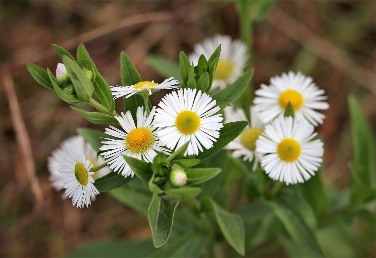 Cespica annua: la pianta rustica che conquista giardini e balconi Cespica annua: la pianta rustica che conquista giardini e balconi
