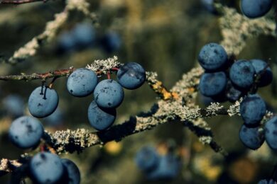 Ciliegio della Virginia: il fascino rustico di un albero facile da coltivare