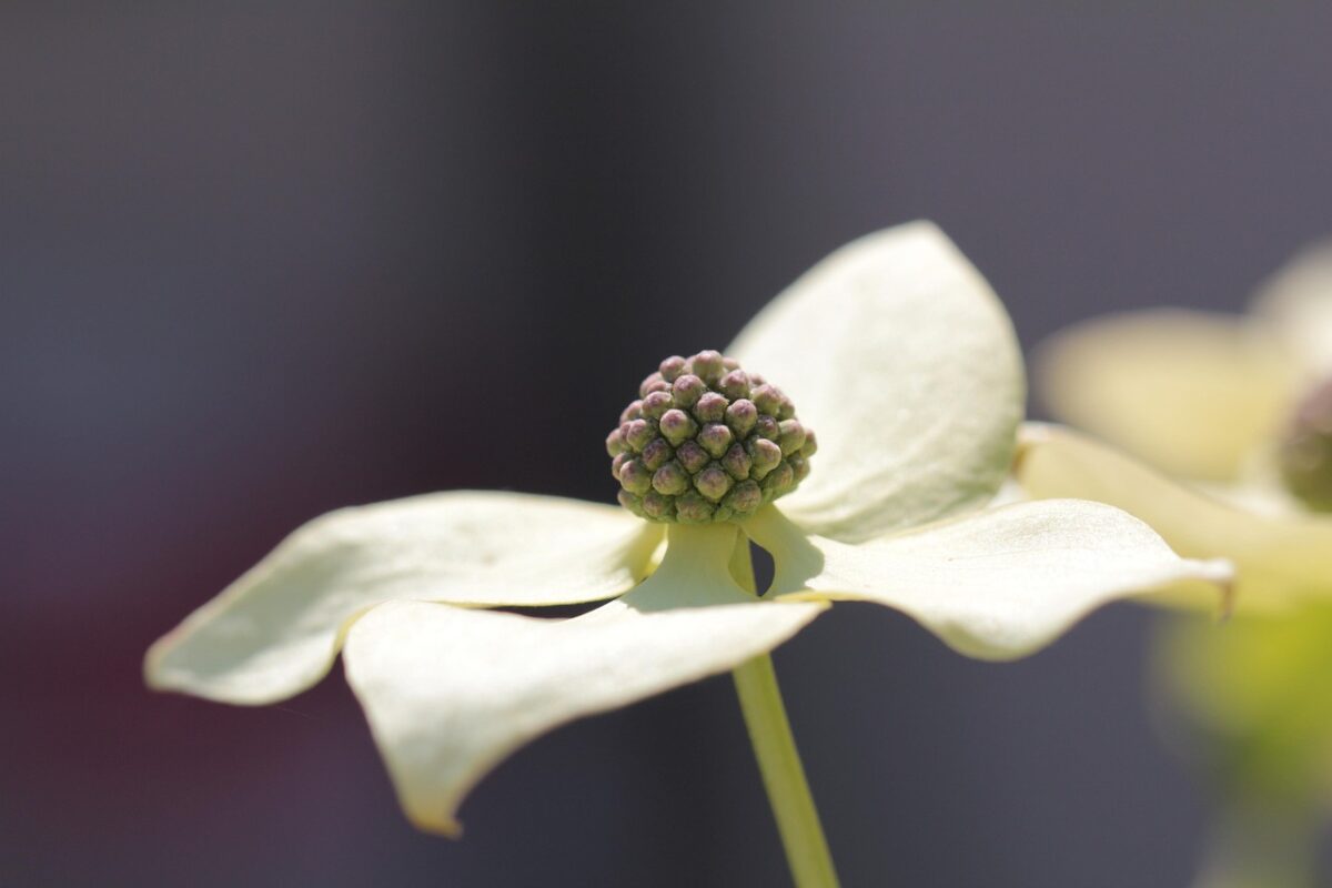 Corniolo da fiore: la pianta ornamentale che illumina il giardino