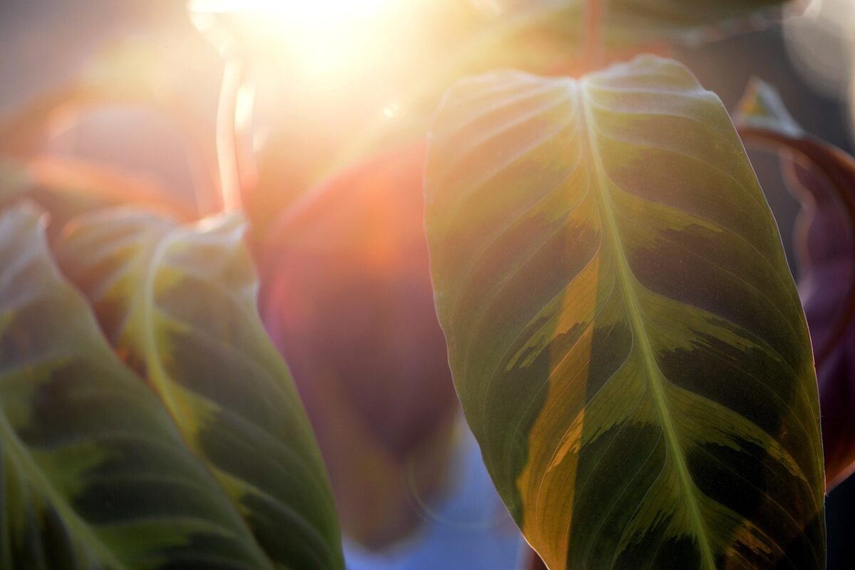 Calathea makoyana: la pianta piuma che arreda con eleganza Calathea makoyana: la pianta piuma che arreda con eleganza