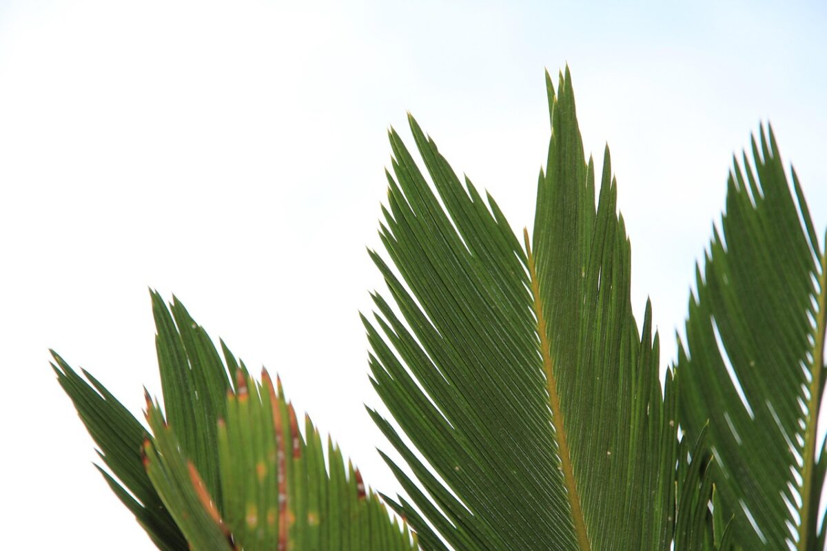 Cycas, Zamia e Cordyline: eleganza tropicale in giardino