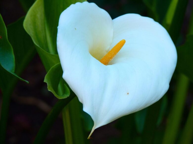 Calla: eleganza senza tempo in giardino e in casa