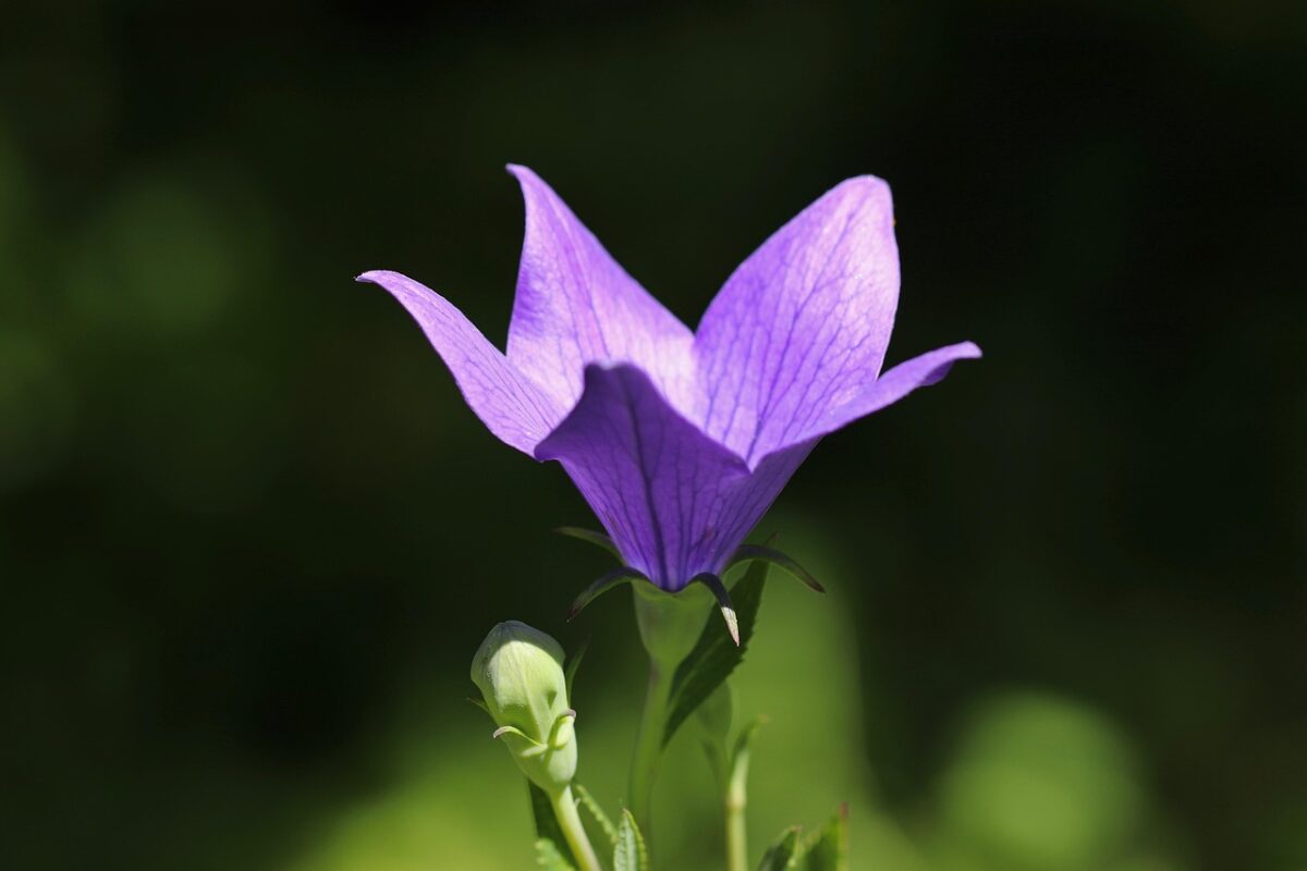 Campanula grandiflora: eleganza e semplicità in fiore Campanula grandiflora: eleganza e semplicità in fiore
