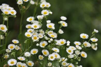Cespica annua: la pianta rustica che conquista giardini e balconi