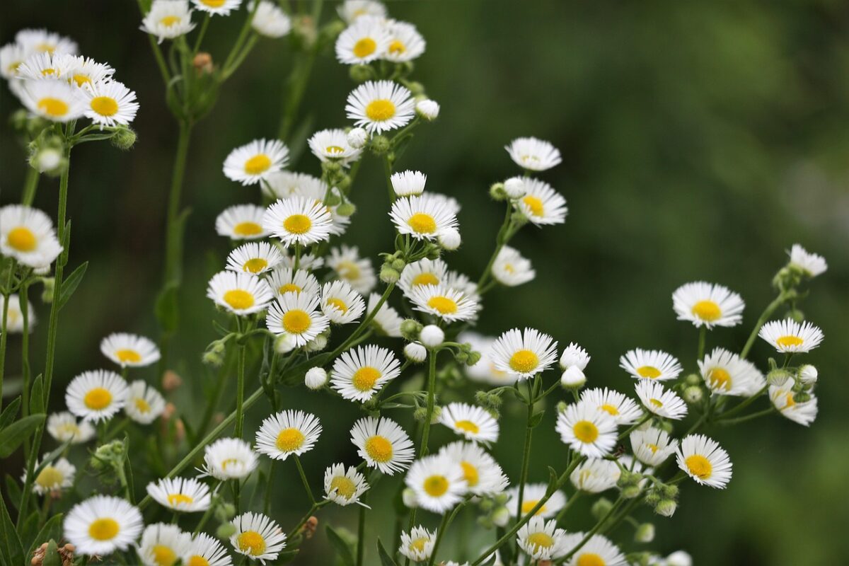 Cespica annua: la pianta rustica che conquista giardini e balconi Cespica annua: la pianta rustica che conquista giardini e balconi