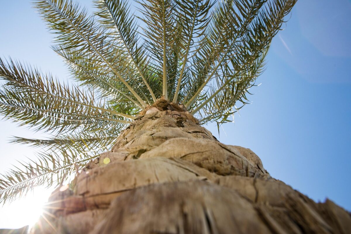 Cordilinea: eleganza tropicale per ogni casa e giardino Cordilinea: eleganza tropicale per ogni casa e giardino