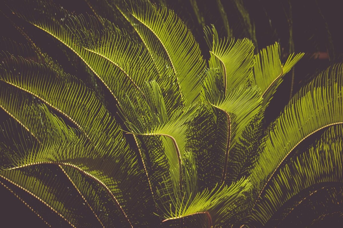 Cycas, Zamia e Cordyline: eleganza tropicale in giardino