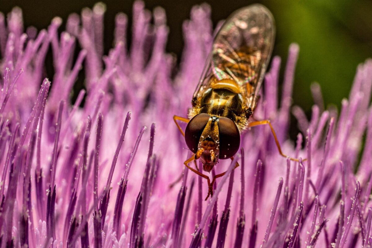 Cardo asinino: il fiore spinoso che arricchisce l’orto naturale Cardo asinino: il fiore spinoso che arricchisce l’orto naturale