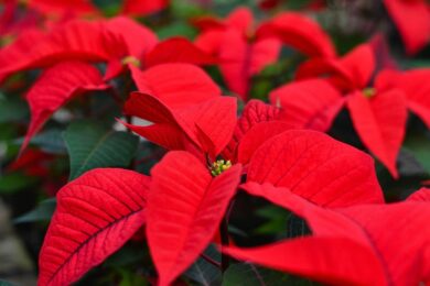 Le piante più belle da regalare a Natale: significati, colori e tradizioni