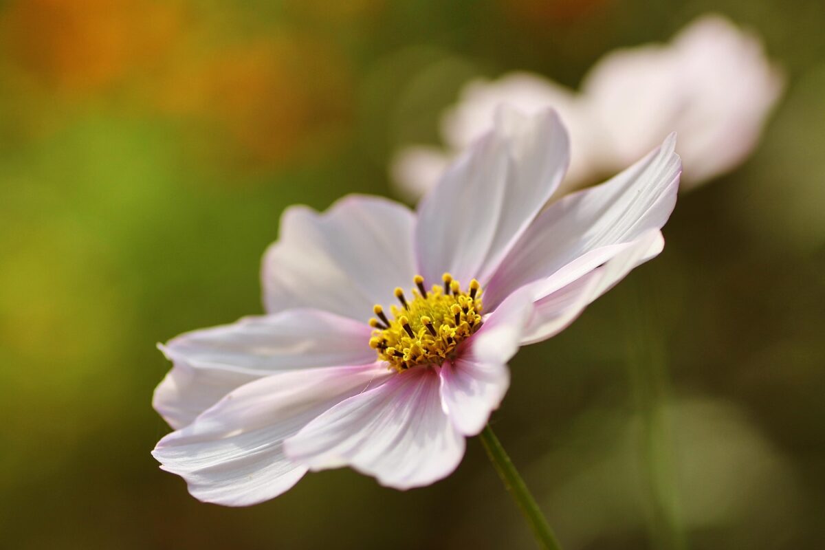 Cosmea: il fiore leggero che colora giardini e balconi