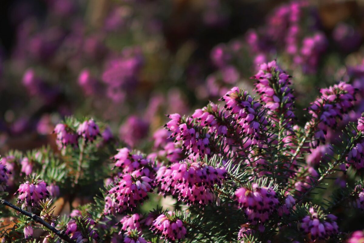 Erica, la regina dell’autunno: colore, resistenza e bellezza in giardino