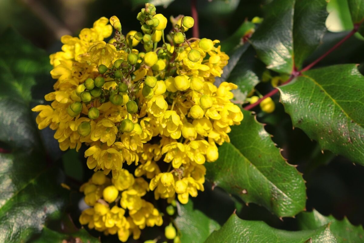 Crespino di Thunberg: il piccolo arbusto ornamentale che colora il giardino tutto l’anno