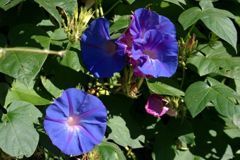 Campanella turchina: la pianta rampicante che regala fiori incantevoli
