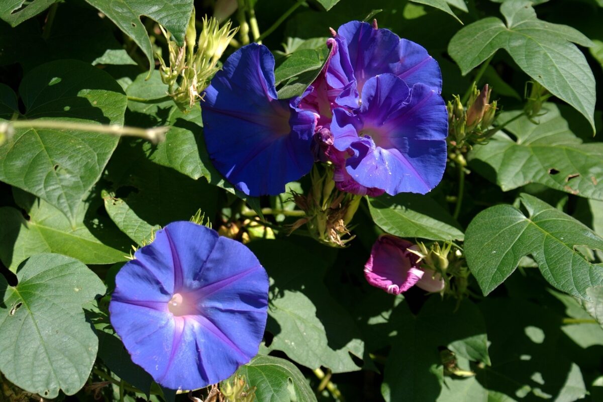 Campanella turchina: la pianta rampicante che regala fiori incantevoli Campanella turchina: la pianta rampicante che regala fiori incantevoli