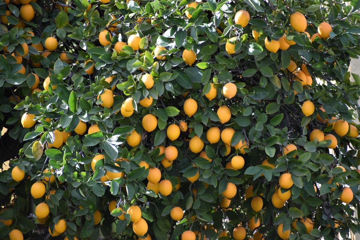 Foglie di limone accartocciate? Cause, rimedi e consigli utili per una pianta sempre in salute