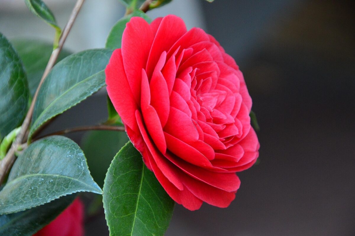 Camelia: eleganza senza tempo per giardini e terrazzi
