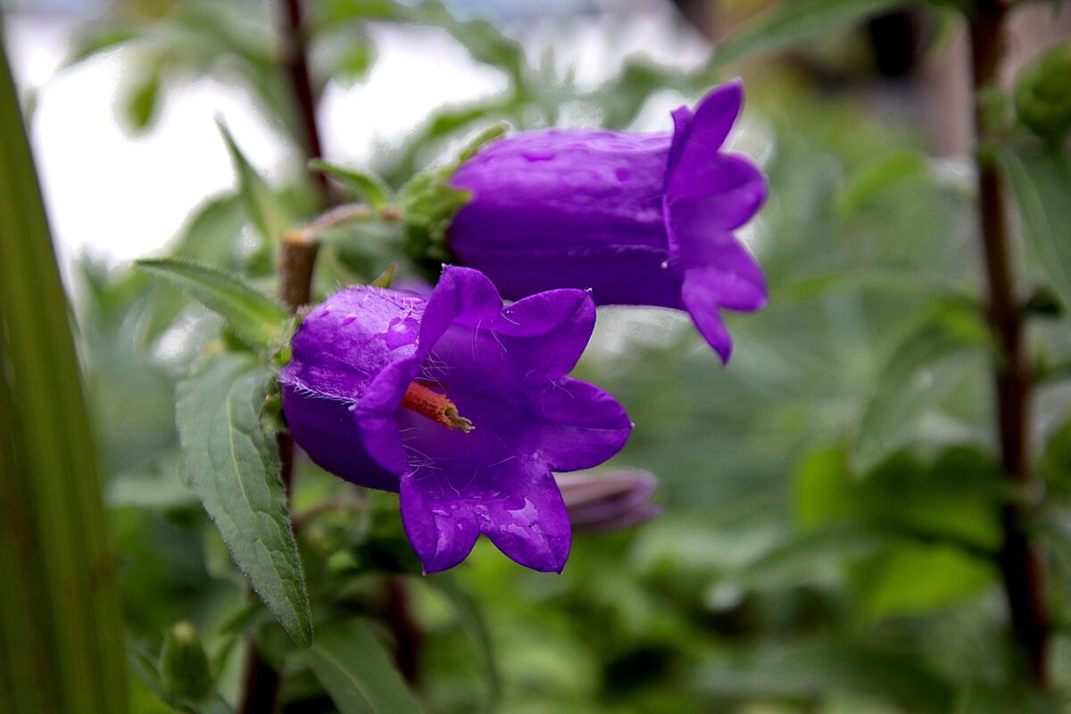 Campanula serpeggiante: la perenne che conquista giardini e balconi Campanula serpeggiante: la perenne che conquista giardini e balconi