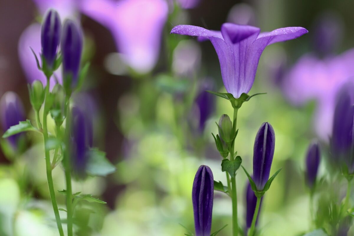 Campanula serpeggiante: la perenne che conquista giardini e balconi Campanula serpeggiante: la perenne che conquista giardini e balconi