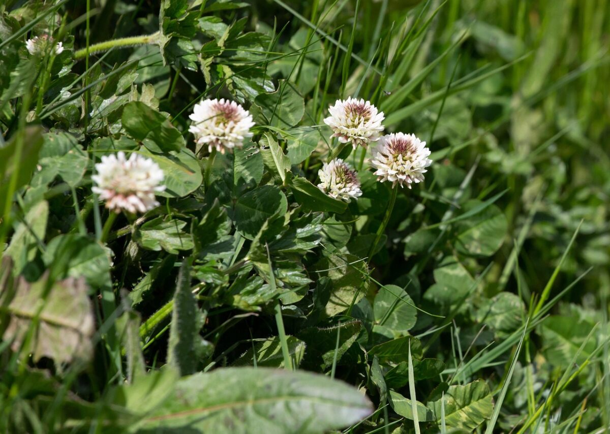 Callisia: la pianta tappezzante perfetta per interni e balconi Callisia: la pianta tappezzante perfetta per interni e balconi