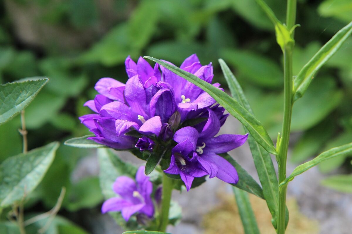 Campanula serpeggiante: la perenne che conquista giardini e balconi Campanula serpeggiante: la perenne che conquista giardini e balconi