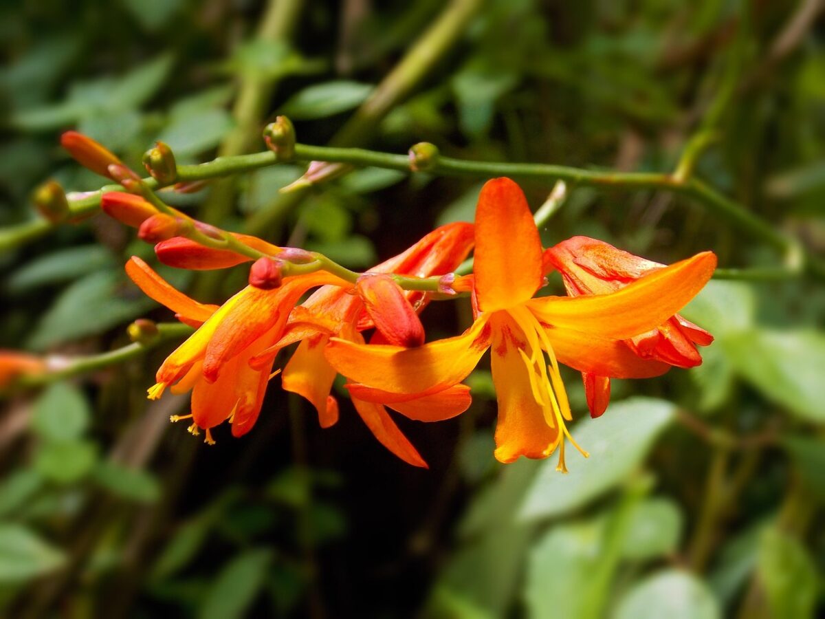 Crocosmia: il tocco esotico che accende giardini e terrazzi Crocosmia: il tocco esotico che accende giardini e terrazzi