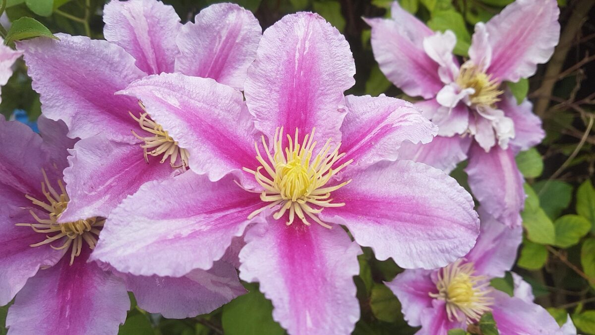 Clematis florida: la rampicante elegante che colora il giardino Clematis florida: la rampicante elegante che colora il giardino