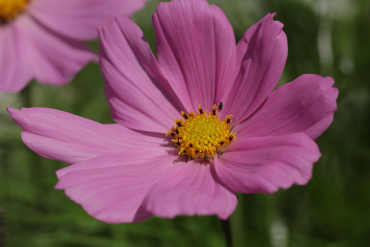 Cosmea: il fiore leggero che colora giardini e balconi