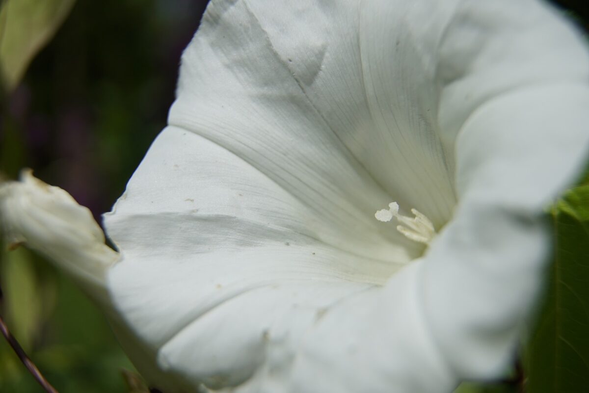 Convolvolo: il fiore rampicante che incanta giardini e balconi