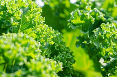 Cavolo: la pianta versatile che arricchisce orti e cucine