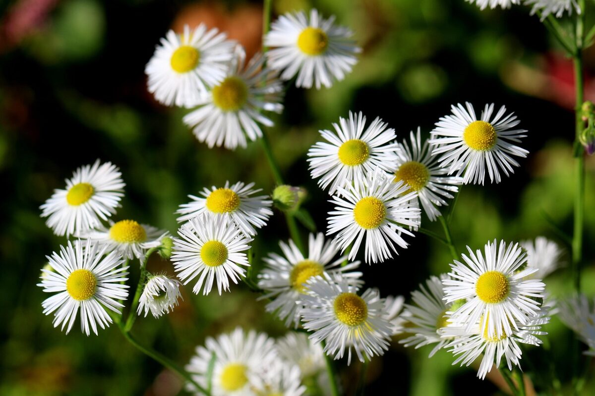 Cespica annua: la pianta rustica che conquista giardini e balconi Cespica annua: la pianta rustica che conquista giardini e balconi