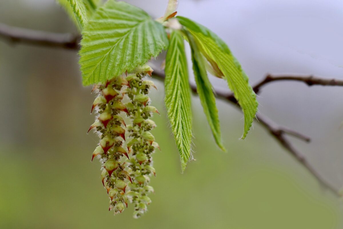 Carpino bianco: un albero elegante e resistente, ideale per siepi e giardini Carpino bianco: un albero elegante e resistente, ideale per siepi e giardini