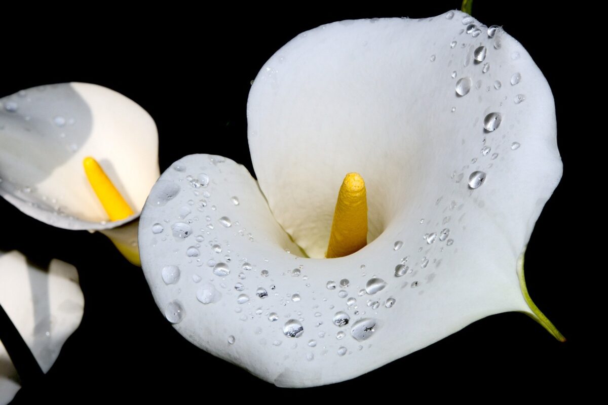 Calla: eleganza senza tempo in giardino e in casa Calla: eleganza senza tempo in giardino e in casa