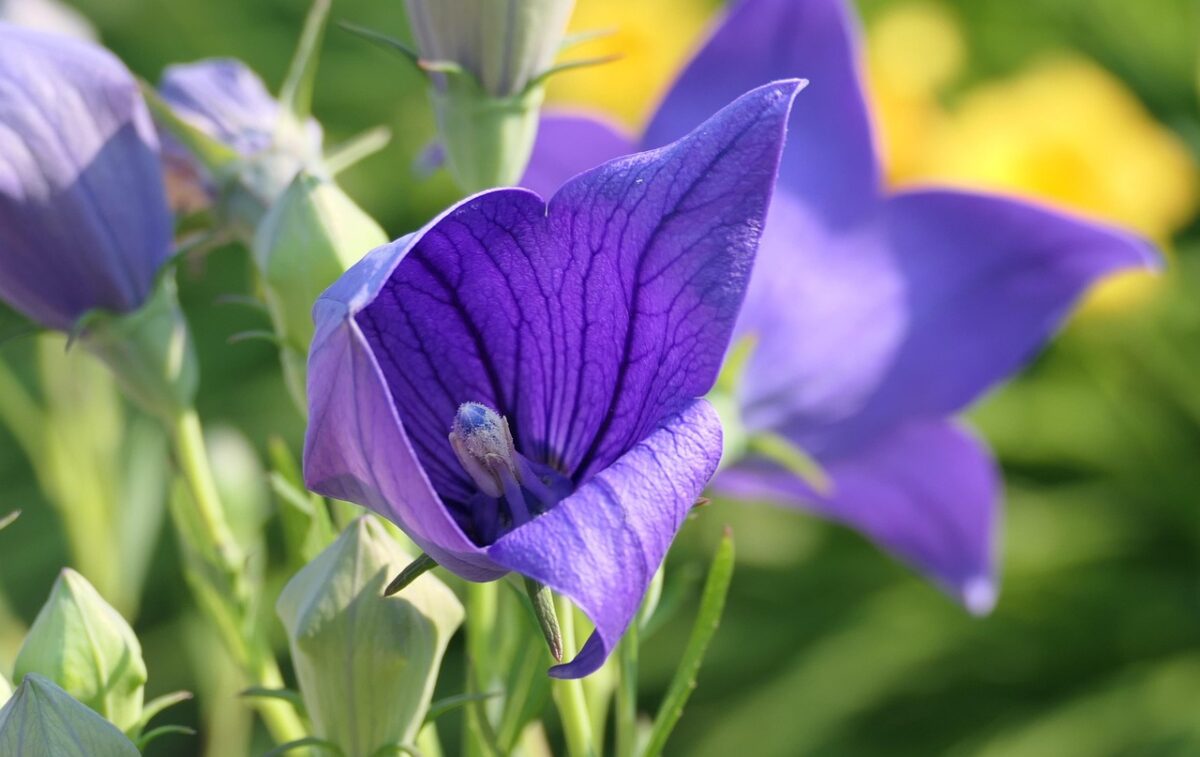 Campanula grandiflora: eleganza e semplicità in fiore Campanula grandiflora: eleganza e semplicità in fiore