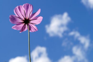 Cosmea: il fiore leggero che colora giardini e balconi