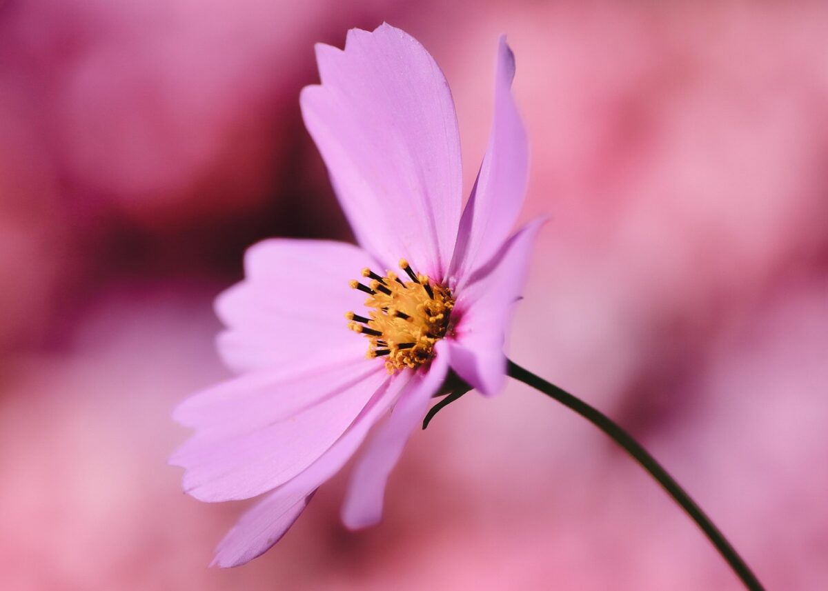 Cosmea: il fiore leggero che colora giardini e balconi