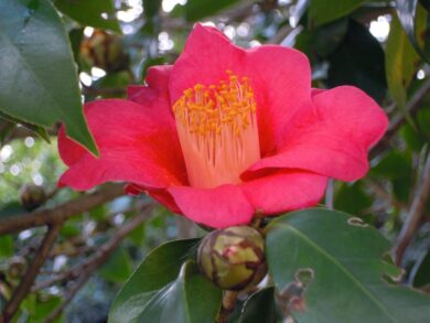 Camelia: eleganza senza tempo per giardini e terrazzi
