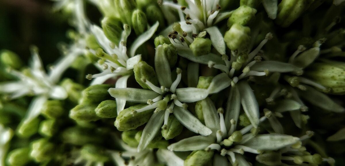 Crassula Gollum: la pianta grassa dalle foglie a forma di tubo