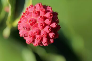 Corniolo giapponese: la pianta ornamentale che conquista con i suoi fiori e frutti