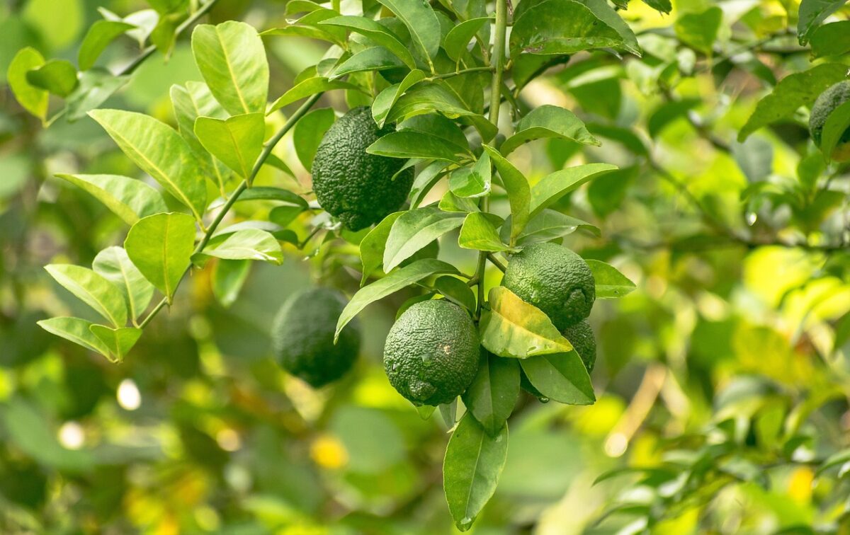 Foglie di limone accartocciate? Cause, rimedi e consigli utili per una pianta sempre in salute