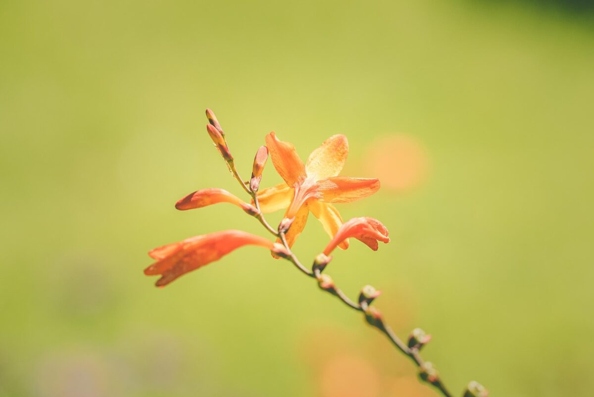 Crocosmia: il tocco esotico che accende giardini e terrazzi Crocosmia: il tocco esotico che accende giardini e terrazzi