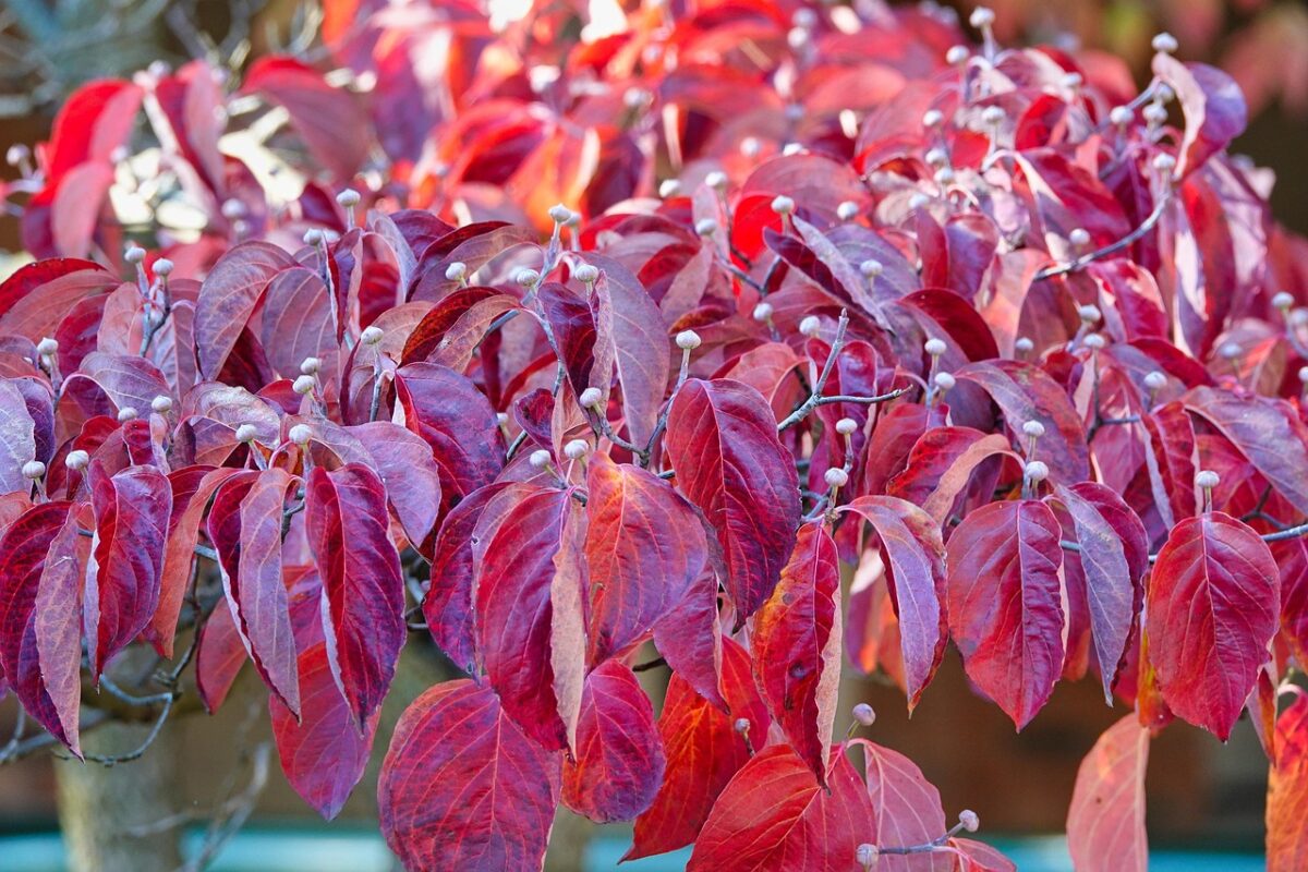 Corniolo sericeo: il fascino dei rami rossi che accendono il giardino d’inverno Corniolo sericeo: il fascino dei rami rossi che accendono il giardino d’inverno