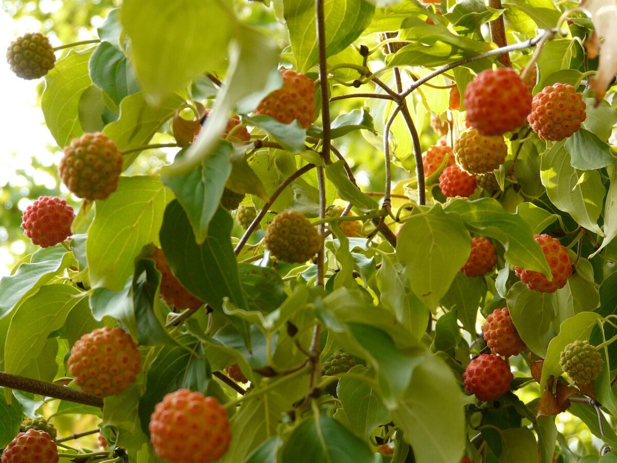 Corniolo giapponese: la pianta ornamentale che conquista con i suoi fiori e frutti Corniolo giapponese: la pianta ornamentale che conquista con i suoi fiori e frutti