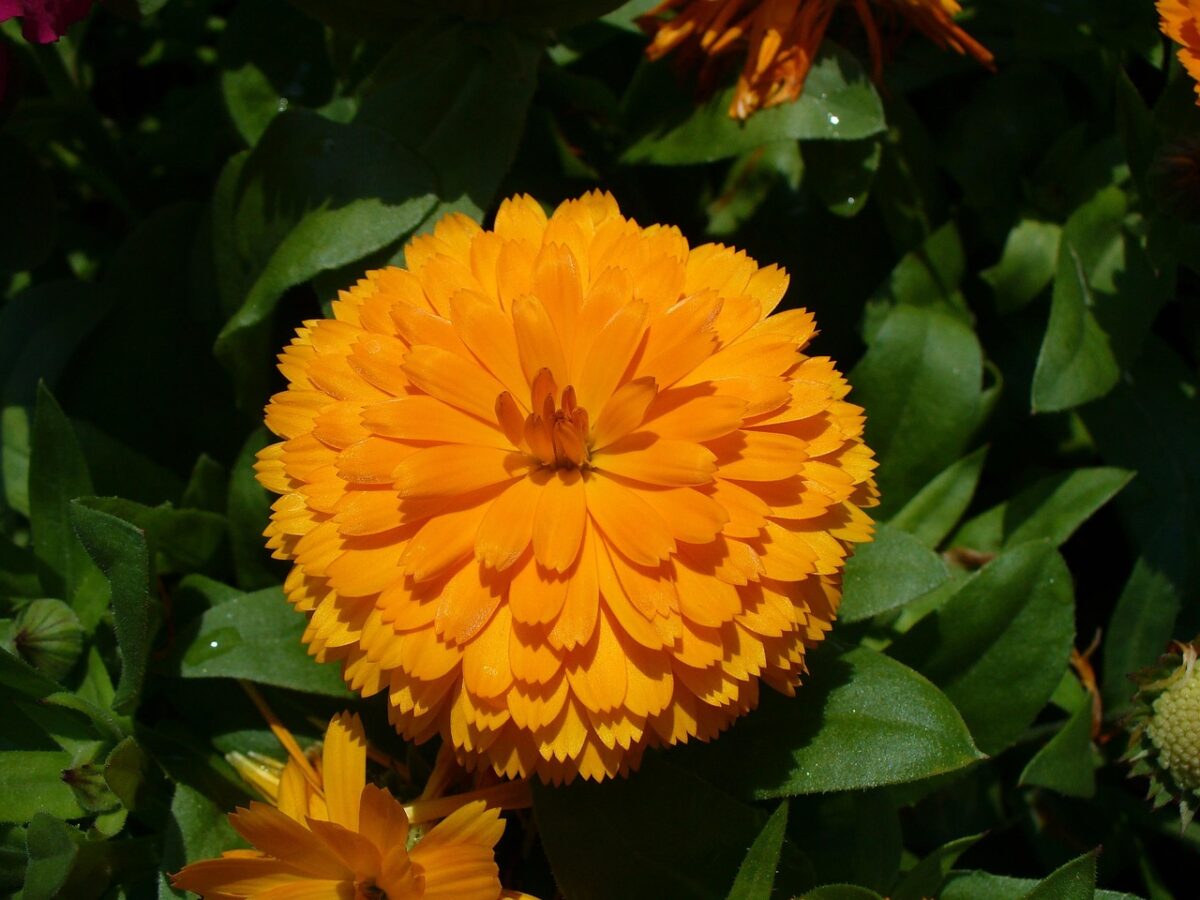 Calendula, il fiore solare che cura e decora: come coltivarla con successo