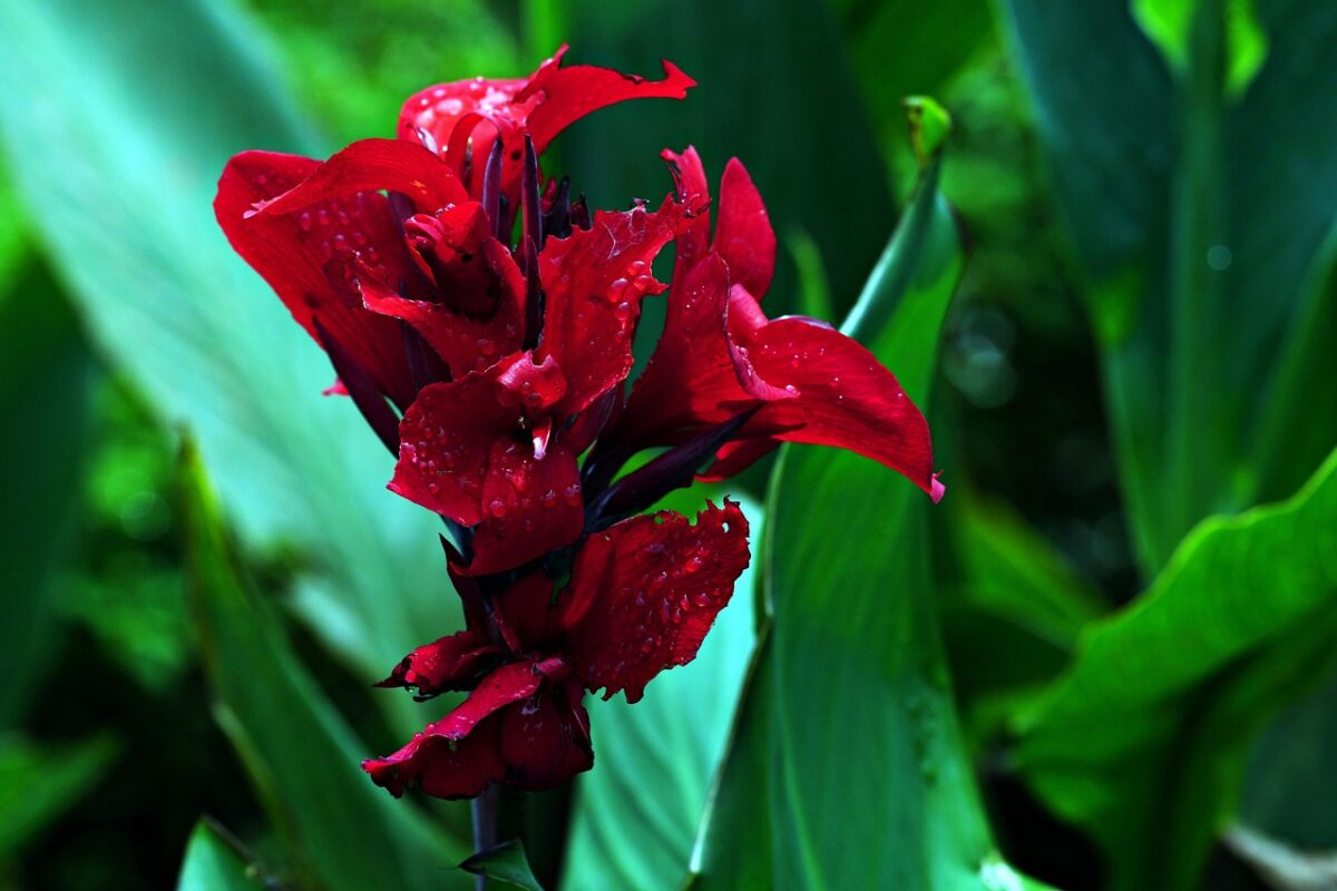 Canna d’India: la pianta tropicale che trasforma il giardino in un’oasi di colore