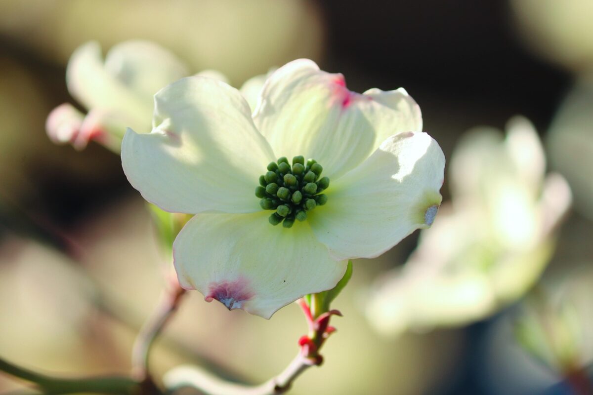 Corniolo da fiore: la pianta ornamentale che illumina il giardino