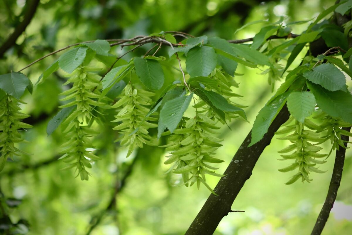 Carpino bianco: un albero elegante e resistente, ideale per siepi e giardini Carpino bianco: un albero elegante e resistente, ideale per siepi e giardini